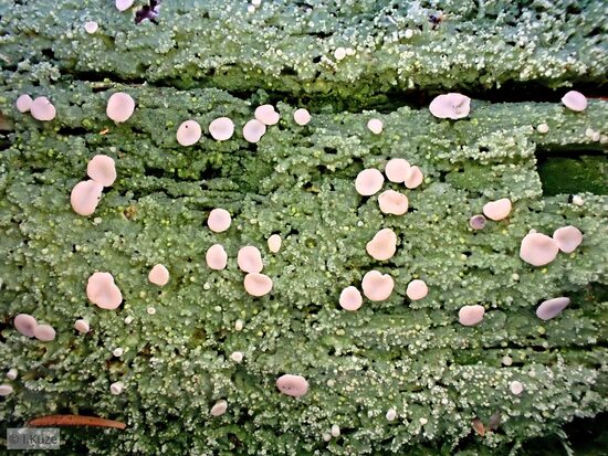 Icmadophila ericetorum